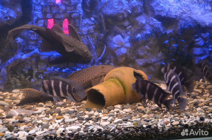 Аквариум с рыбами на 470 литров