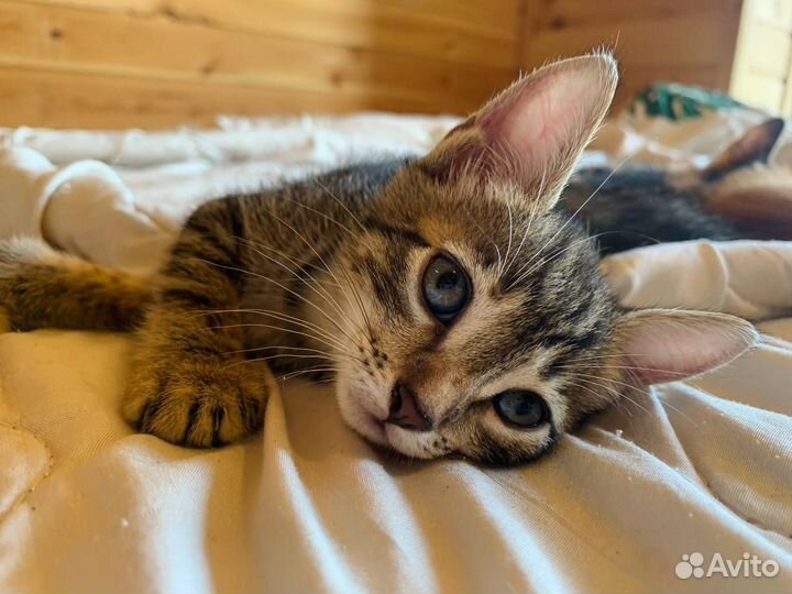 Котята в добрые руки даром