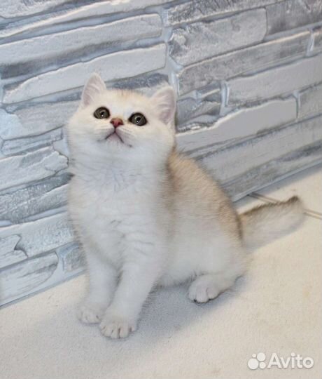 Британские котята