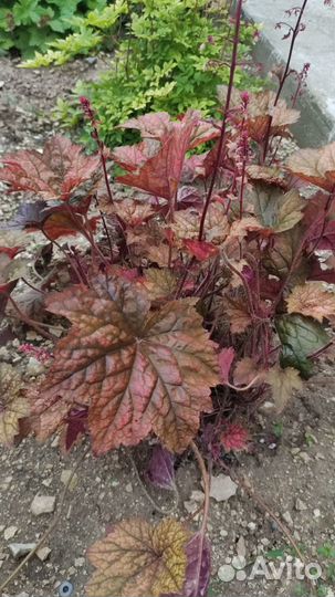 Цветы садовые многолетники