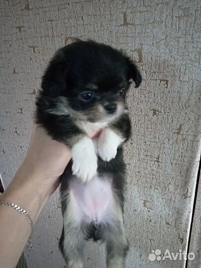 Щенки чихуахуа