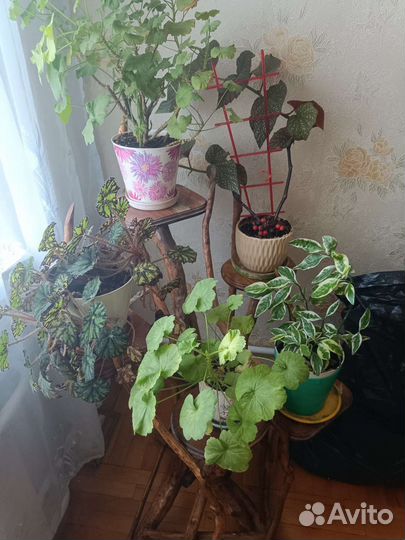 Комнатные цветы