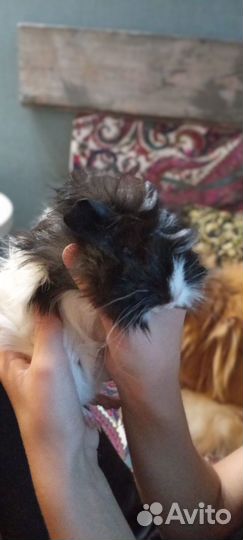 Морские свинки