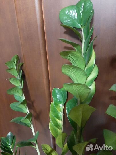 Замиокулькас. 130см