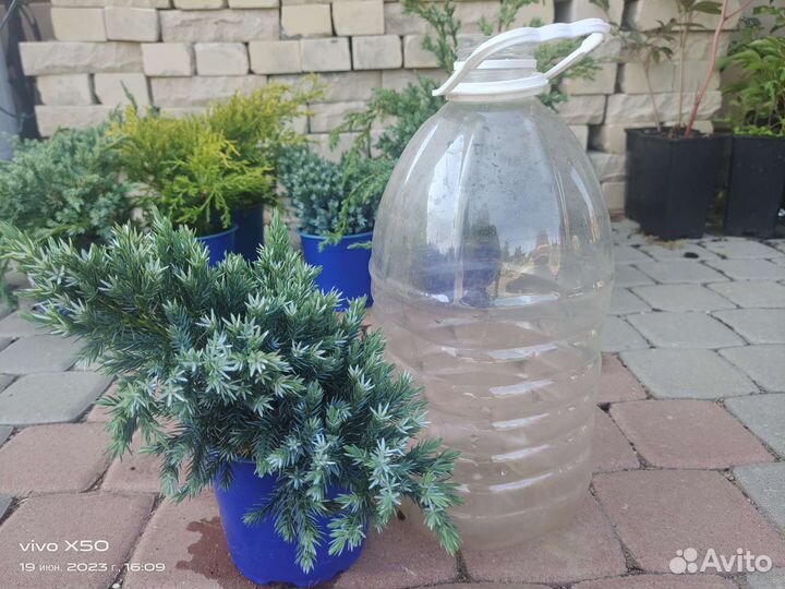 Можжевельники микс