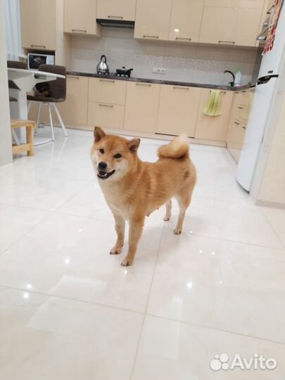 Щенки сиба ину