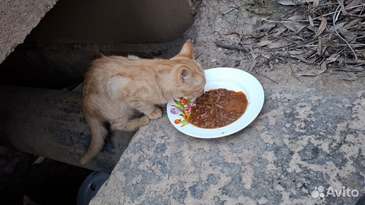 Рыжий котенок