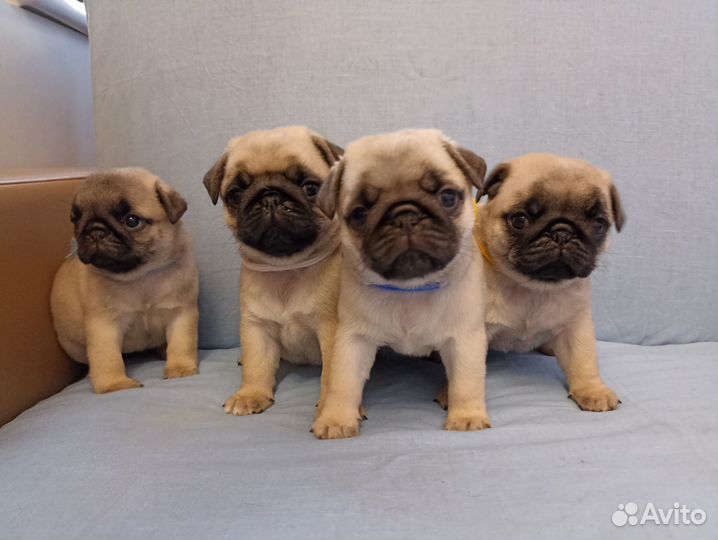 Щенки Мопса