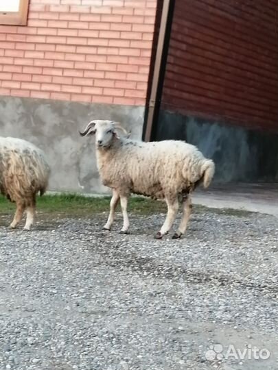 Продаётся 2барана