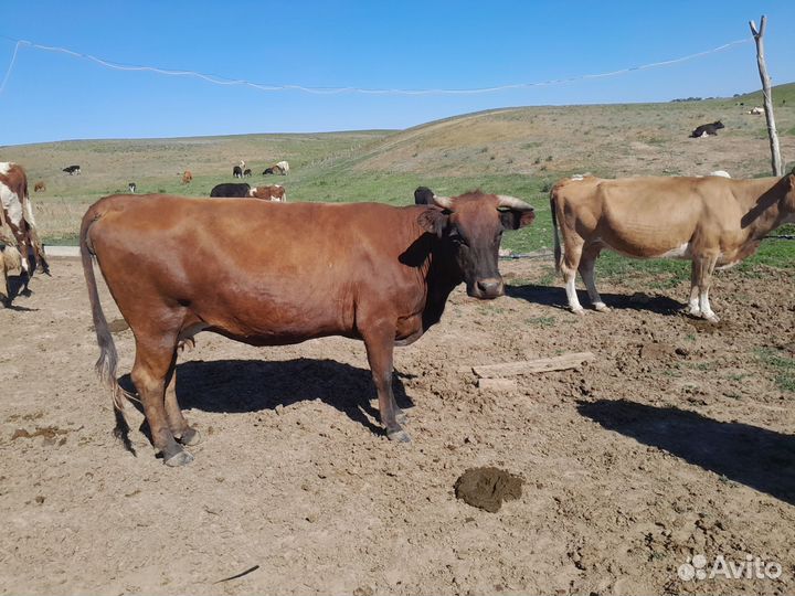 Коровы стельные