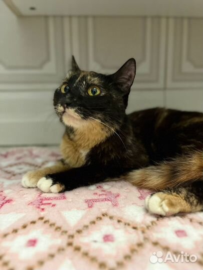 Трехцветная красавица