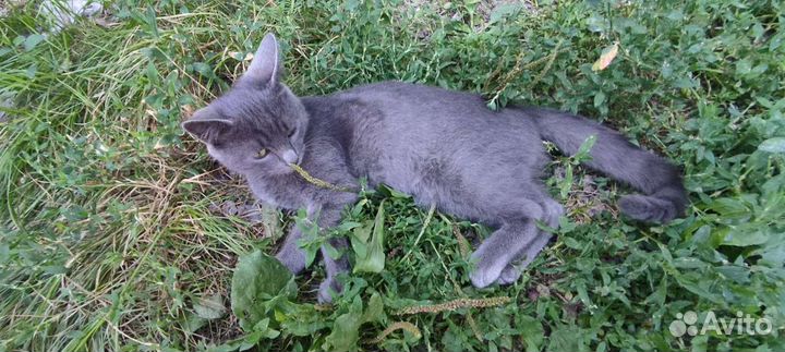 Котики бесплатно в добрые руки