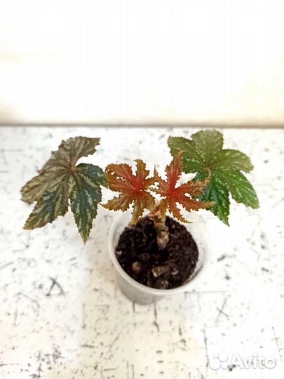 Бегония Грифон