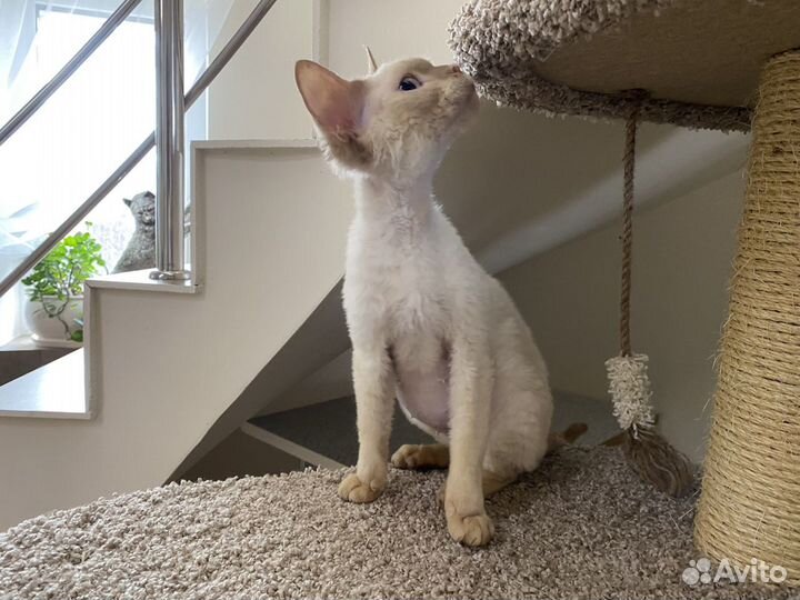 Девон-рекс кошечка Норочка