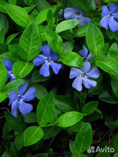 Барвинок малый