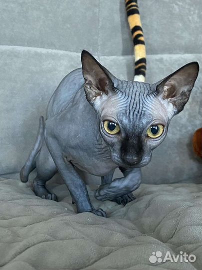 Канадский сфинкс