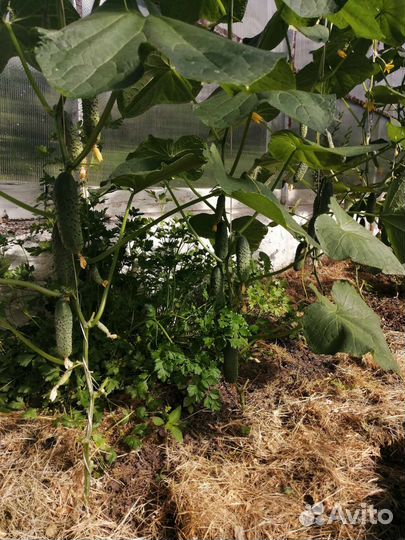 Огурцы свежие домашние