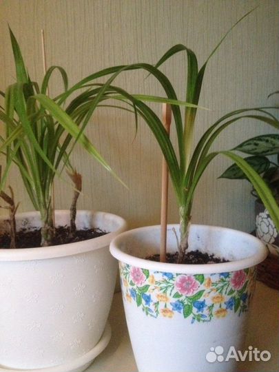 Панданус(винтовая пальма),укорененные детки