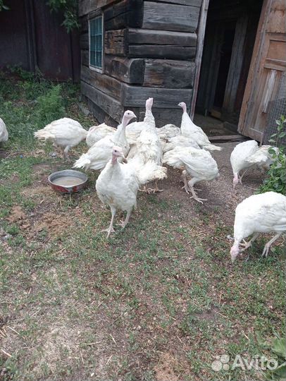 Индюки биг 6
