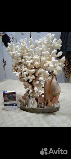 Морские кораллы