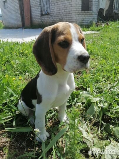 Собака бигль