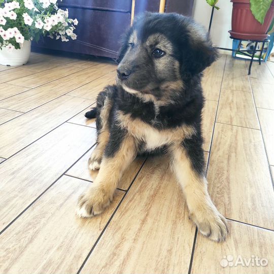 Щенок мальчик в добрые руки