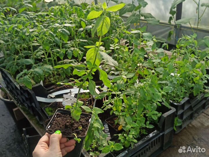 Мята, Лаванда