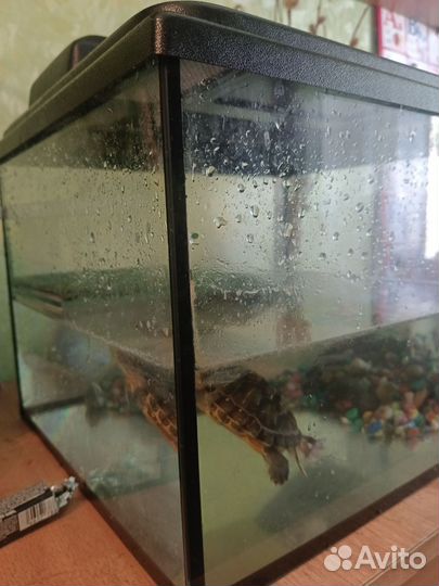 Аквариум с краснухой черепахой