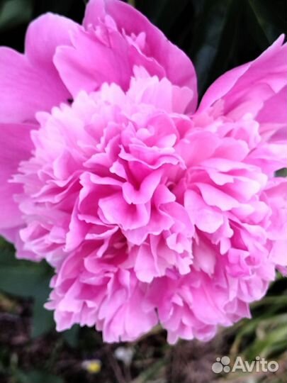 Корни пионов