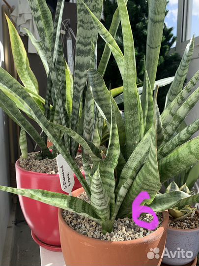 Сансевиерии разные
