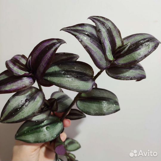 Традесканция зебрина