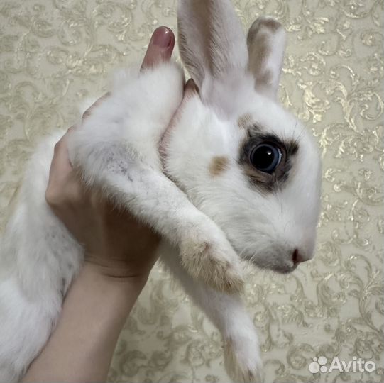 Декоративные кролики