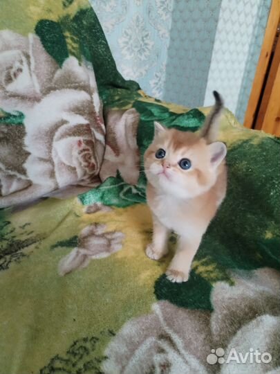 Золотая шиншилла