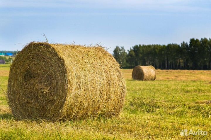 Сено разнотравье