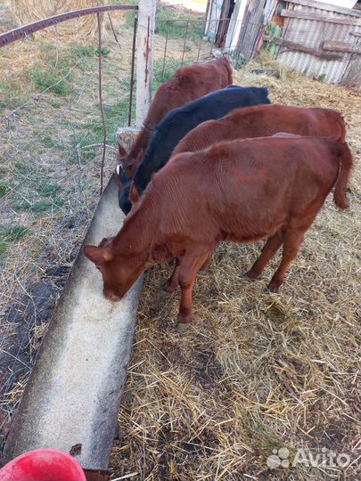 Телята-телки