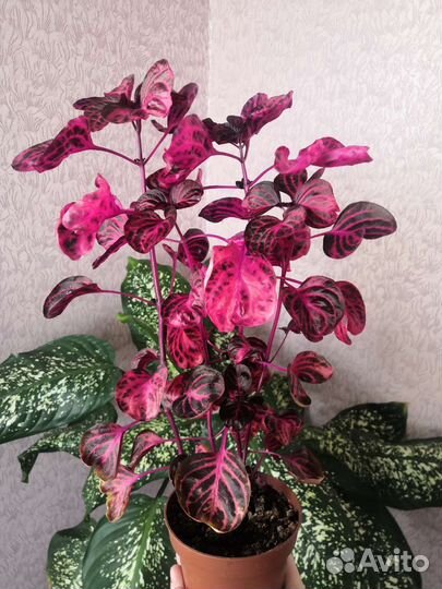 Комнатные цветы педилантус, зефирантес, каланхо