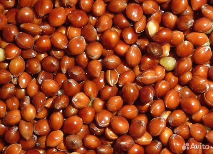 Просо красное