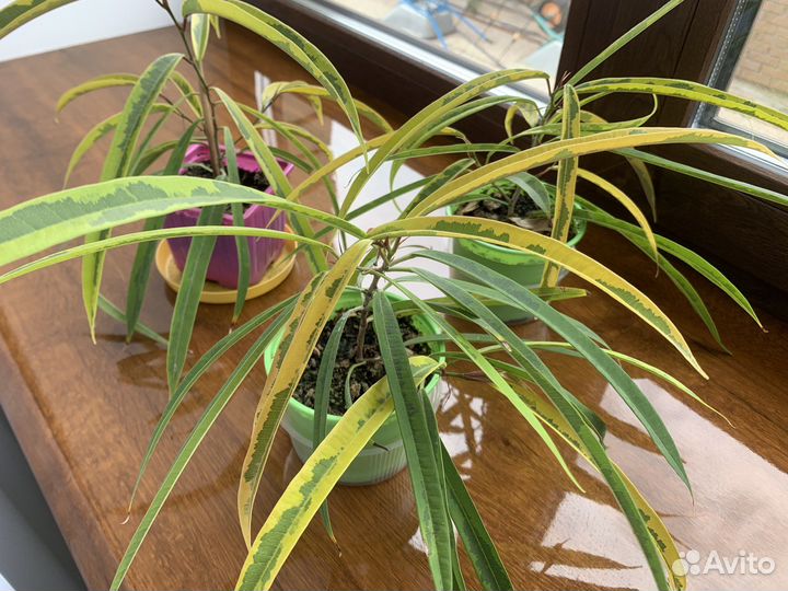 Комнатные растения