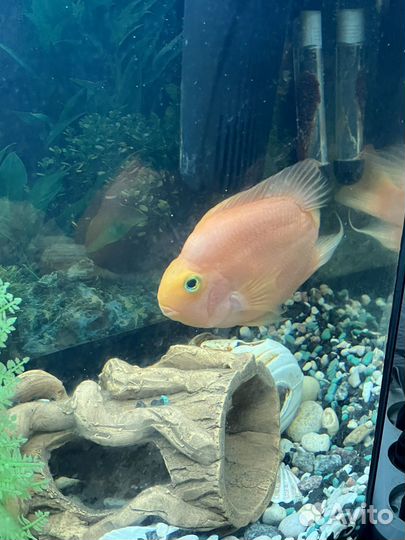 Аквариумная рыбка Тригибридный попугай