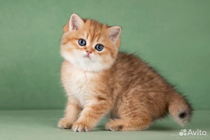 Британская девочка золотой вискас