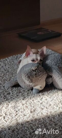 Мальчик ищем невесту