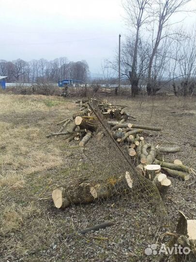 Спил деревьев