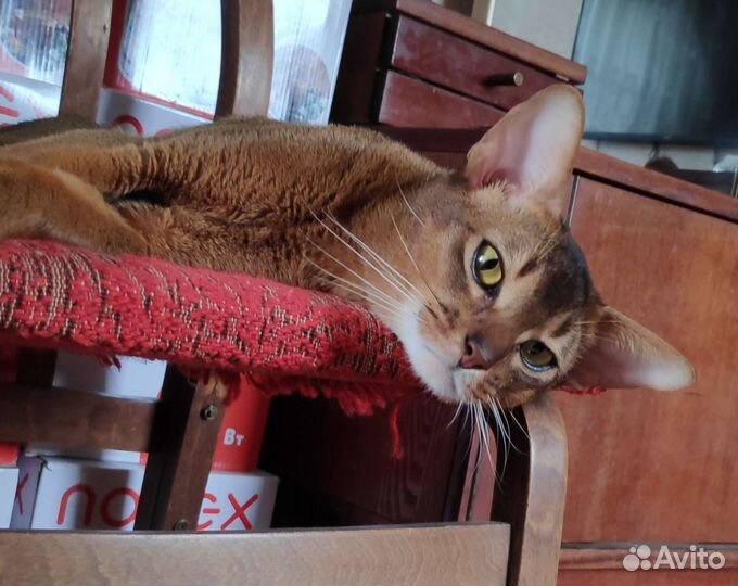 Аби кот - вязка. Возможна продажа