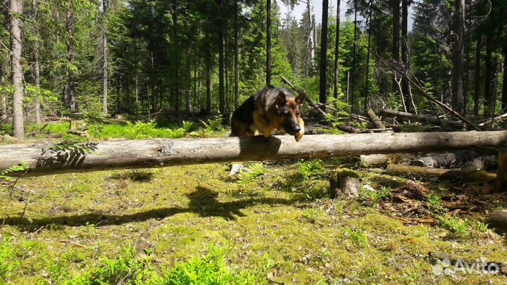 Инструктор по дрессировке собак, Кинолог
