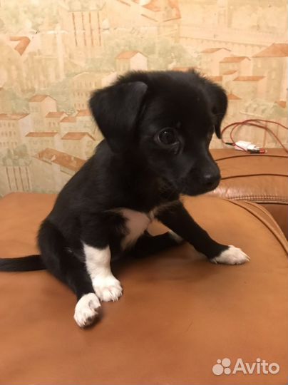 Щенки родились 7.08 папа русский той