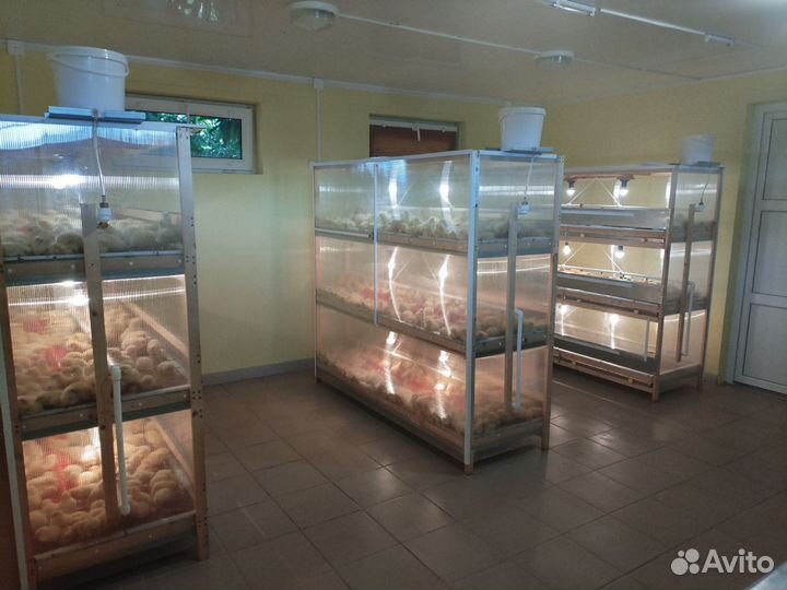 Бройлеры кобб500