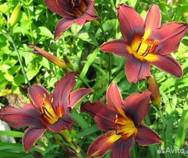 Лилейники, Лилии