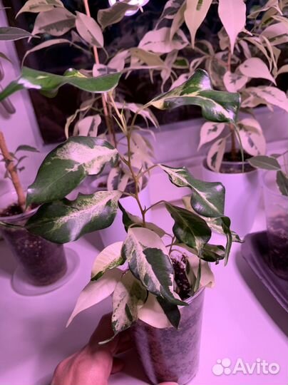 Фикус керли