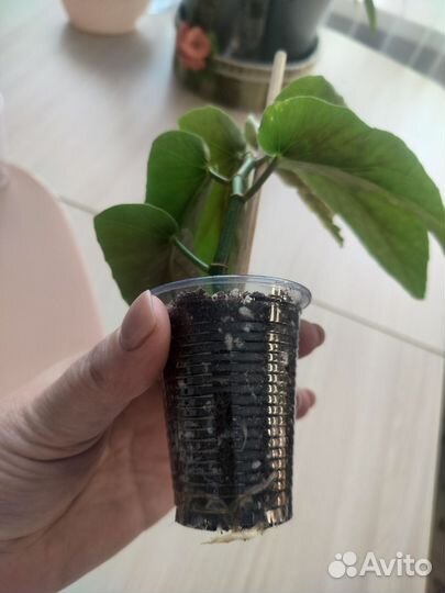 Бегония декоративно лиственная