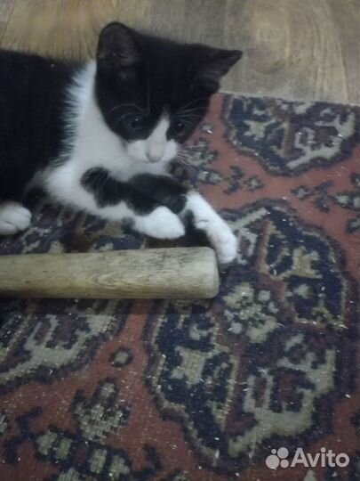 Котёнок девочка ищет дом
